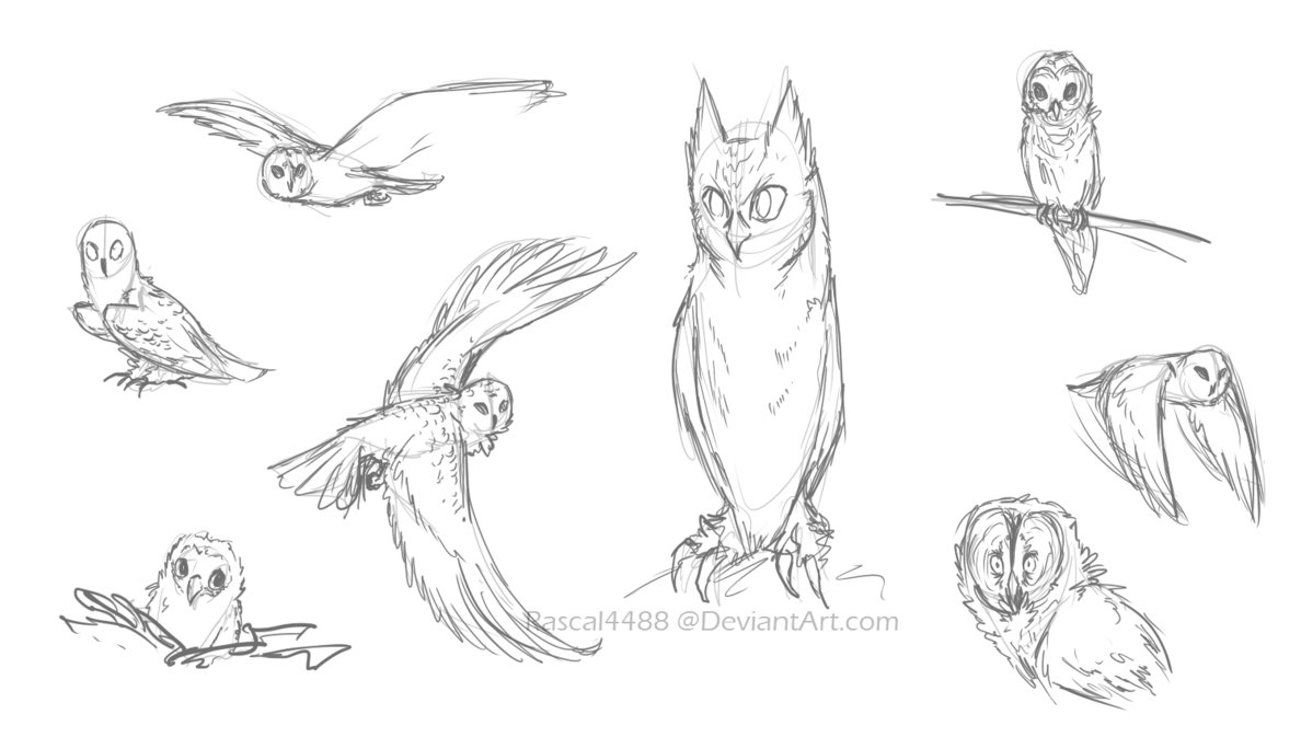 Screech Owl Drawing at GetDrawings | Free download
