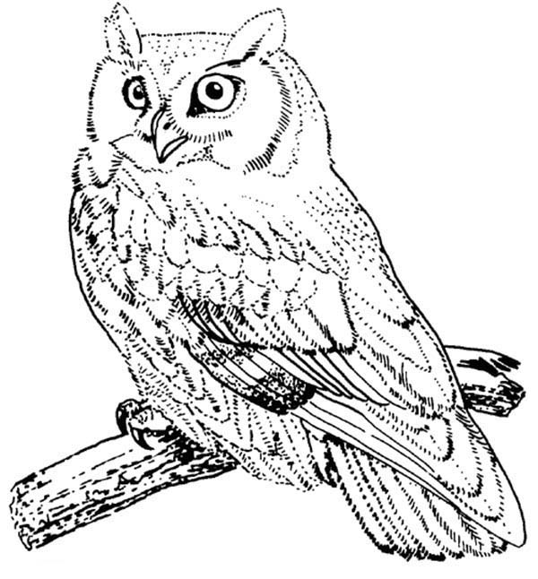 600x646 Screech Owl Bird Coloring Page Color Luna