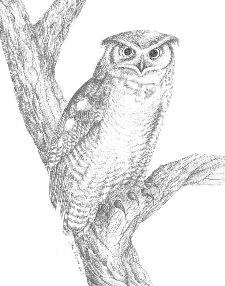 735x935 The Best Owl Drawing Images Ideas