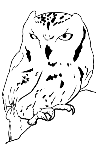 400x600 Western Screech Owl Sketch By Shedsimas