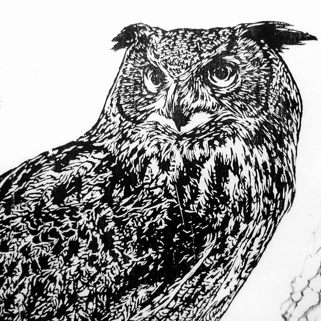 Screech Owl Drawing at GetDrawings | Free download