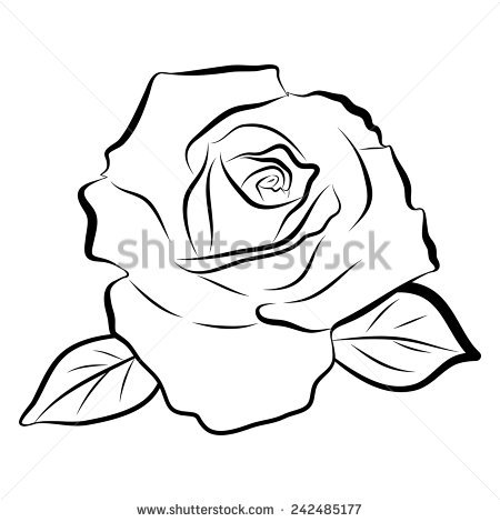 450x470 Sketch Line Drawing Of Rose Isolated Illustration On White