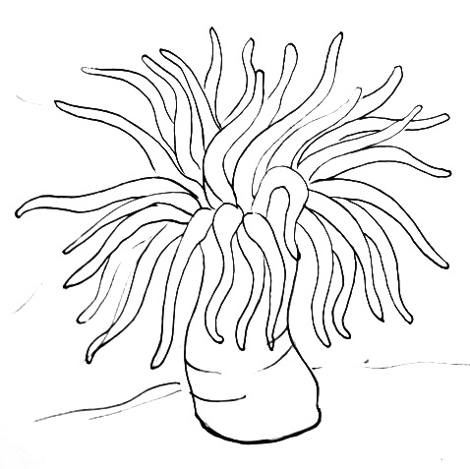 Sea Anemone Drawing at GetDrawings | Free download