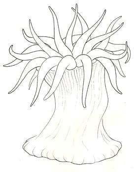 278x350 Sea Anemone By Ink In The Water Teachers Pay Teachers