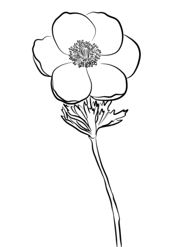 339x480 Anemone Coloring Page Free Printable Coloring Pages