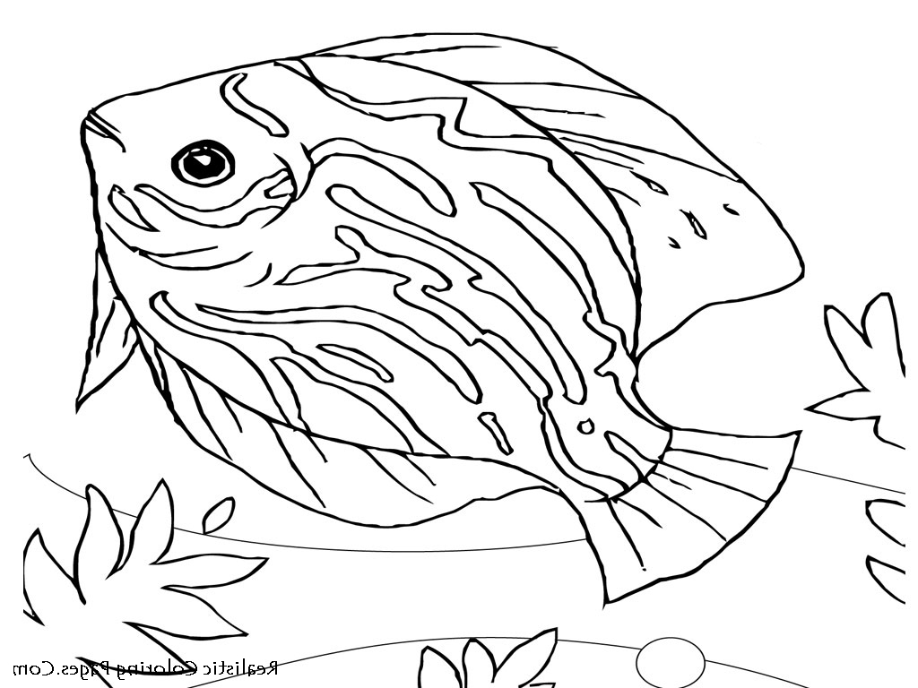 1024x768 Draw Of Sea Animal