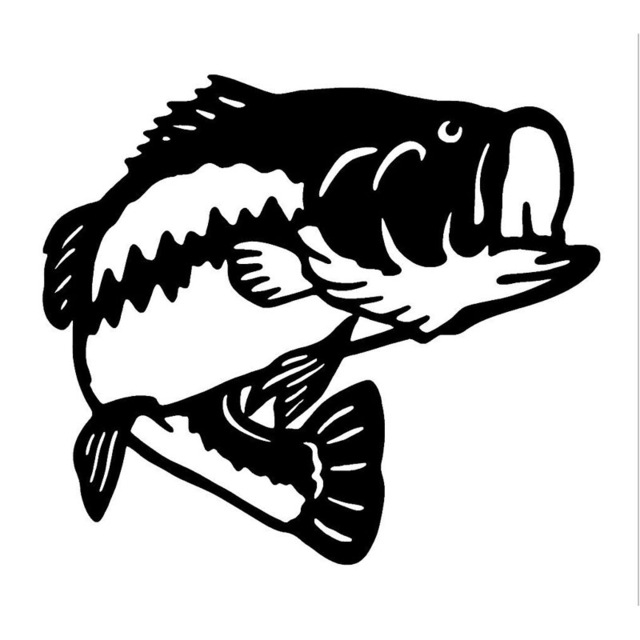 Sea Bass Drawing