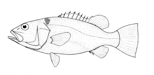 500x246 Largemouth Bass