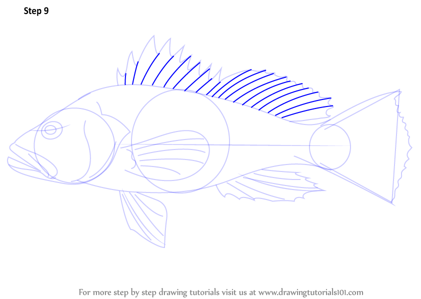 842x598 Learn How To Draw A Black Sea Bass (Fishes) Step By Step Drawing