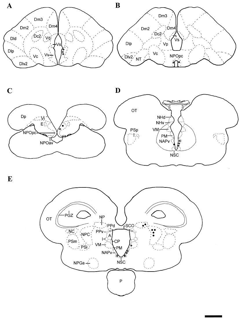 829x1103 Schematic Drawings Of Successive Rostrocaudal Transverse Sections