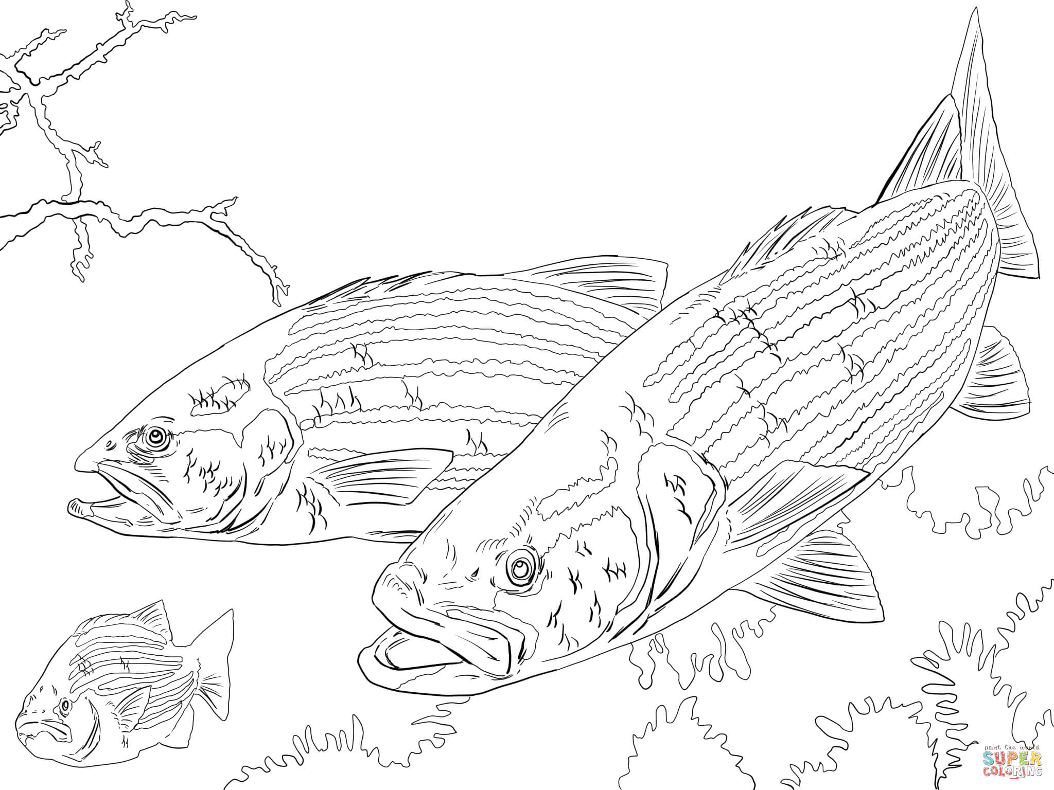 2048x1536 Striped Bass Coloring Page Free Printable Coloring Pages