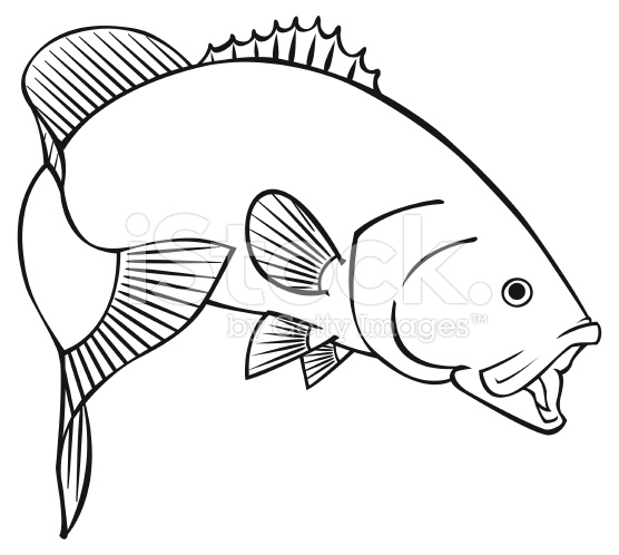 556x498 Black Line Illustration For A Smallmouth Bass Vector Art, Vector