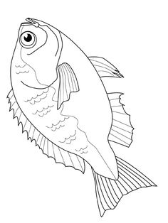 236x314 How To Draw A Bass Fish What To Eat Draw