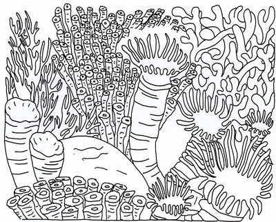 Sea Coral Drawing at GetDrawings | Free download