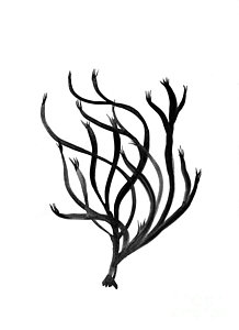 218x300 Sea Underwater Coral Reef Drawings Fine Art America