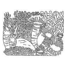 230x230 Top 10 Coral Coloring Pages For Toddler