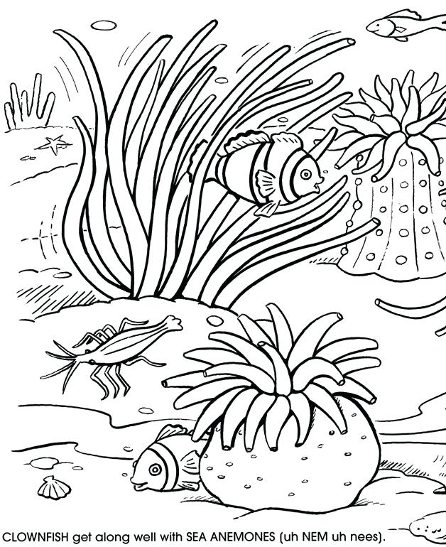 628x770 Coral Coloring Pages Surprising Coral Reef Coloring Page About