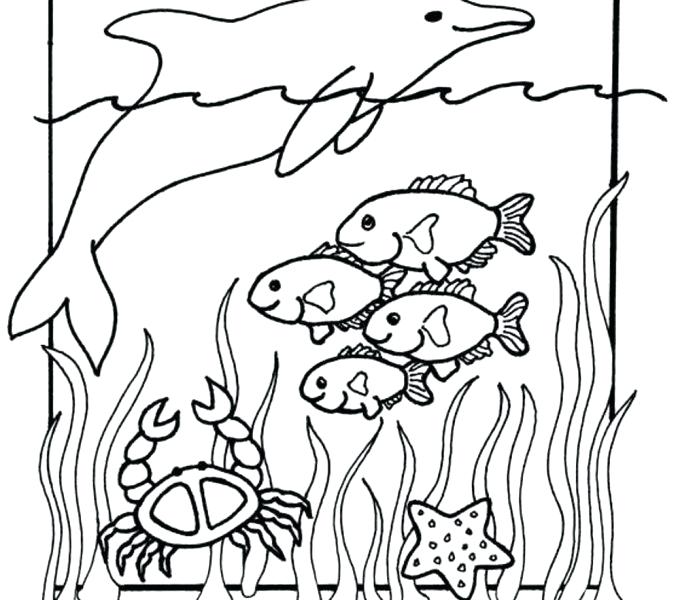 678x600 Sea Creature Coloring Pages Sea Animal Coloring Pages Sea Animals