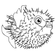 230x230 Top 15 Free Printable Sea Animals Coloring Pages Online