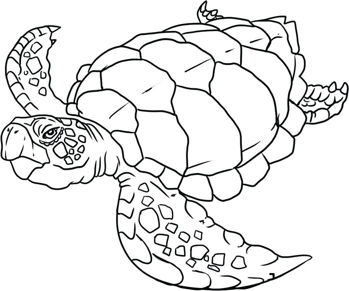 700x583 Printable Ocean Animals Source A Ocean Animals Coloring Pages