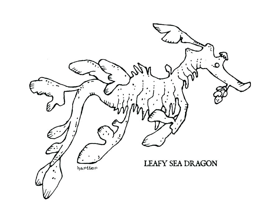 900x695 New Sea Dragon Coloring Pages And Dragon Pictures To Color Dragon