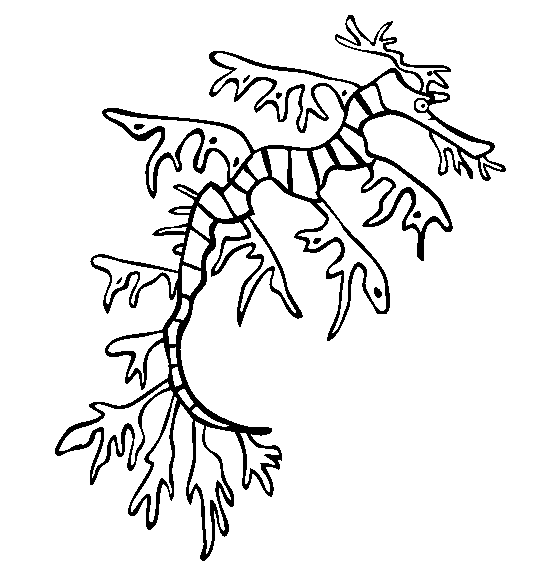 553x564 Sea Dragon Coloring Page