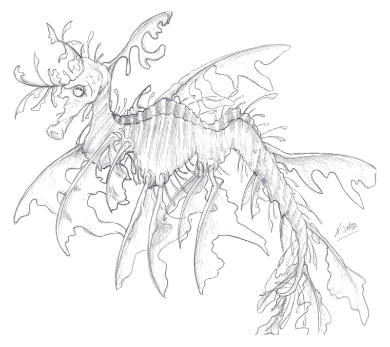 800x711 The Real Sea Dragon By Kata