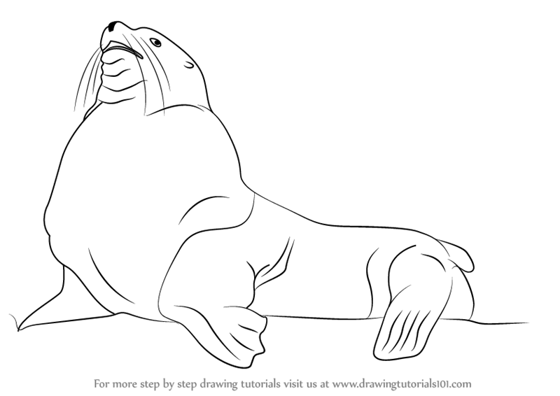 800x566 Learn How To Draw A Steller Sea Lion (Aquatic Mammals) Step By