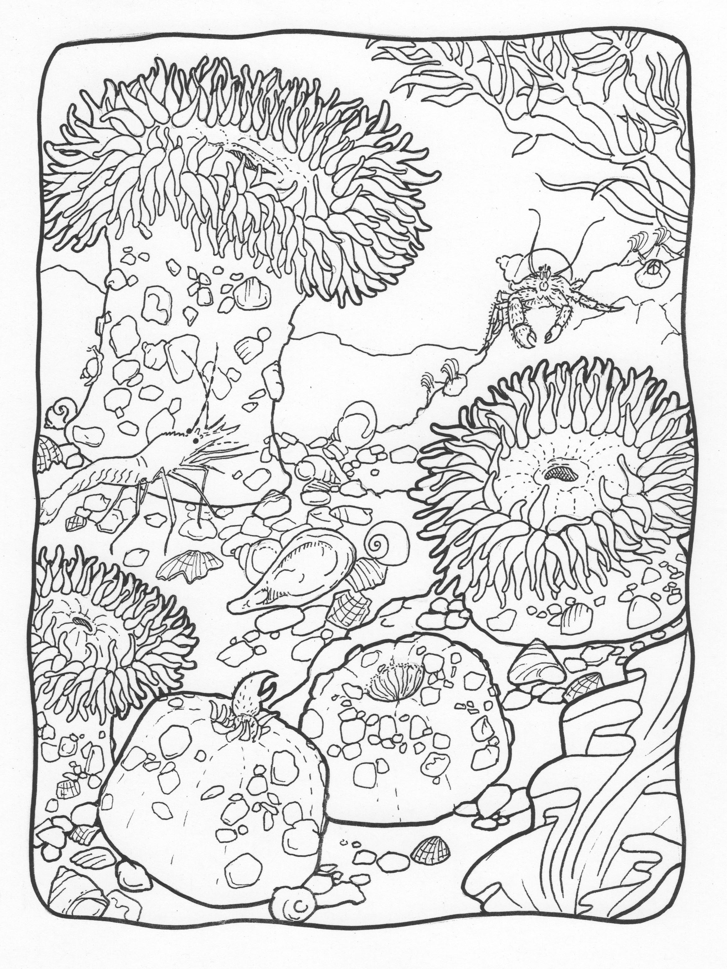 2342x3124 Nature And Sea Life Karen Gillmore Art