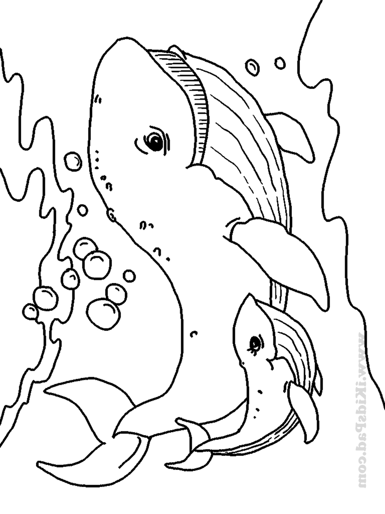 768x1024 Draw Of Sea Animal
