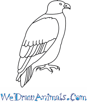 300x350 How To Draw A White Tailed Eagle