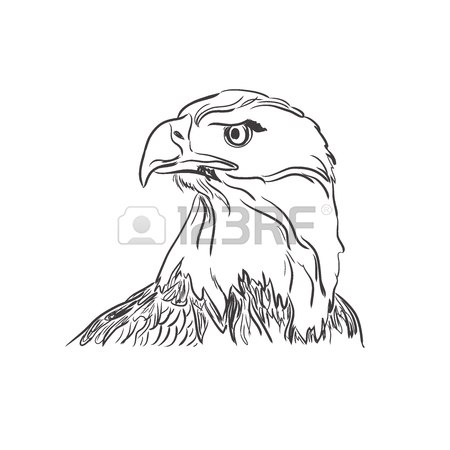 450x450 Steller's Sea Eagle On Blurred Background Vector Royalty Free