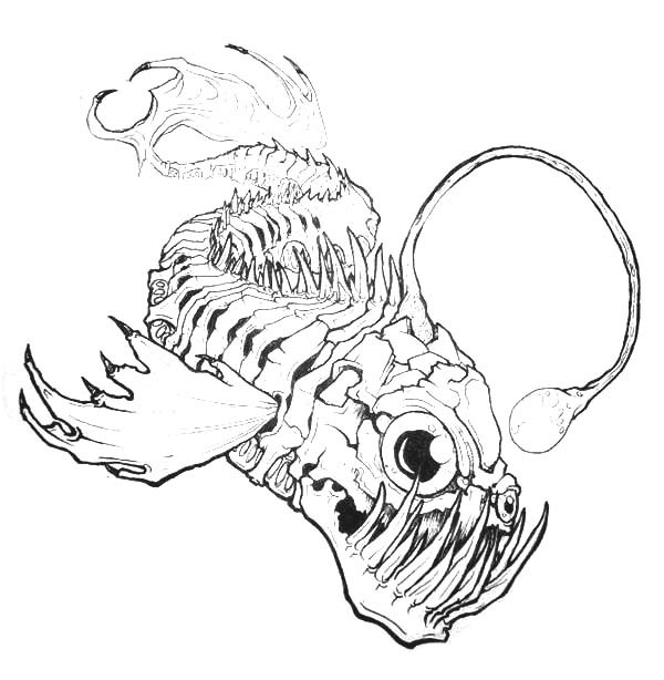 600x614 Angler Fish Bone Anatomi Coloring Pages Best Place To Color