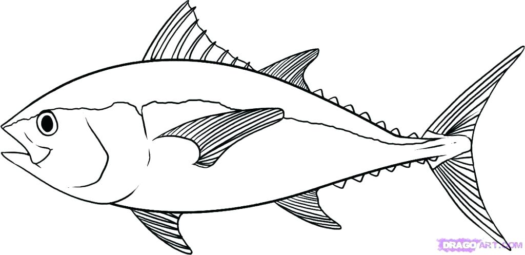 1024x497 Realistic Fish Coloring Pages Sea Animal Clown Fish Coloring Pages