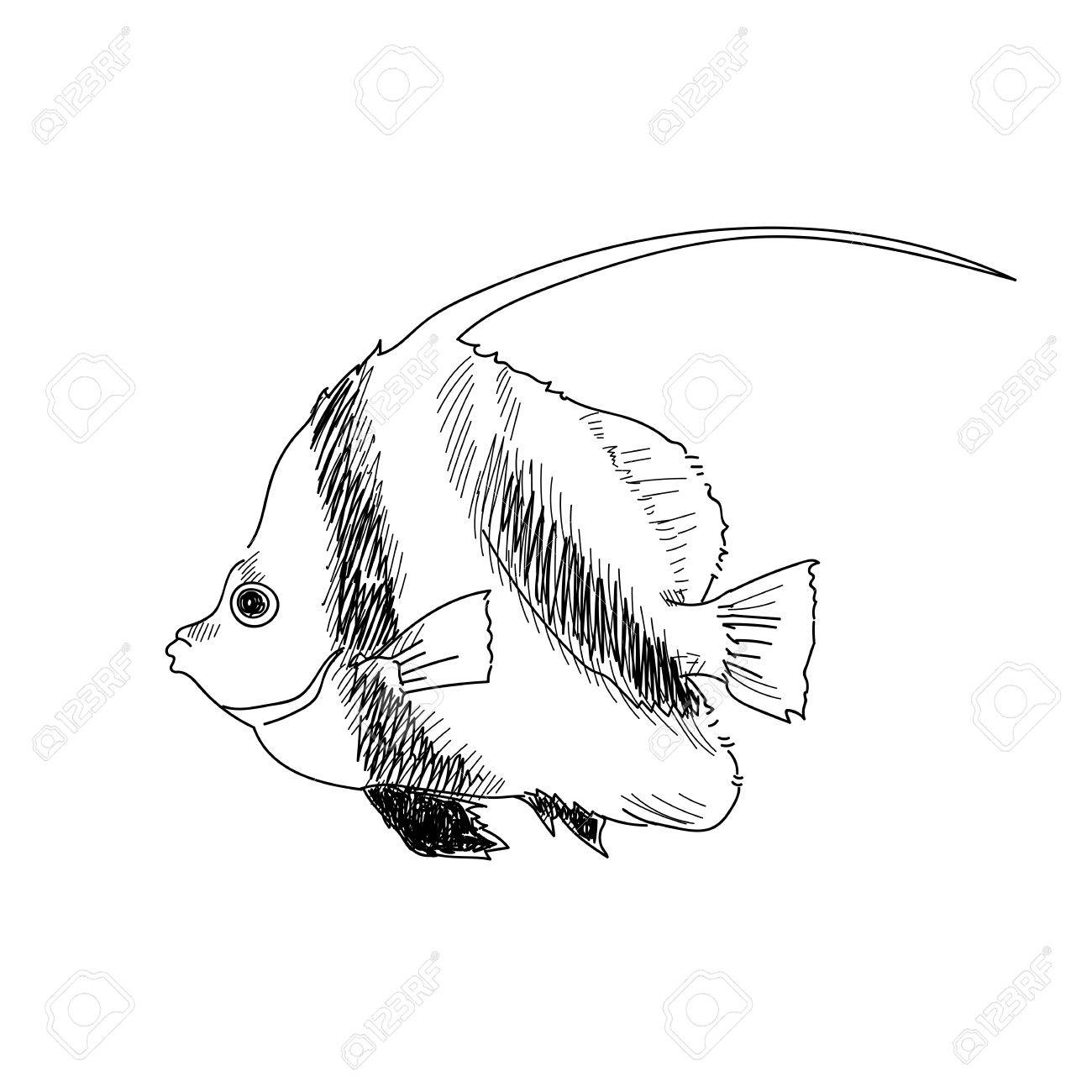 1300x1300 Sea Fish Hand Drawn Sketch Illustrations Of Engraved Line Stock