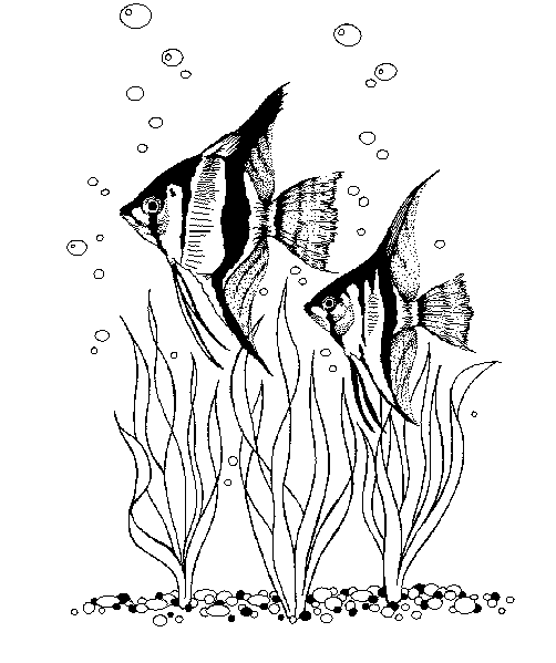 502x599 Aquatic Coloring Pages