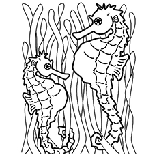 230x230 Seahorse Coloring Pages Printable To Beatiful Draw Image Fish Page