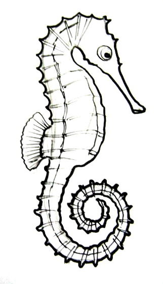322x560 Seahorse Drawing How To Draw A Sea Horse
