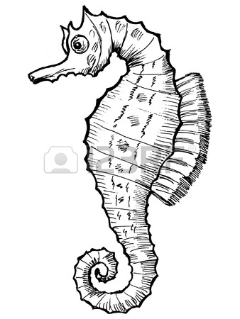 338x450 Hand Drawn, Sketch, Cartoon Illustration Of Sea Horse Royalty Free