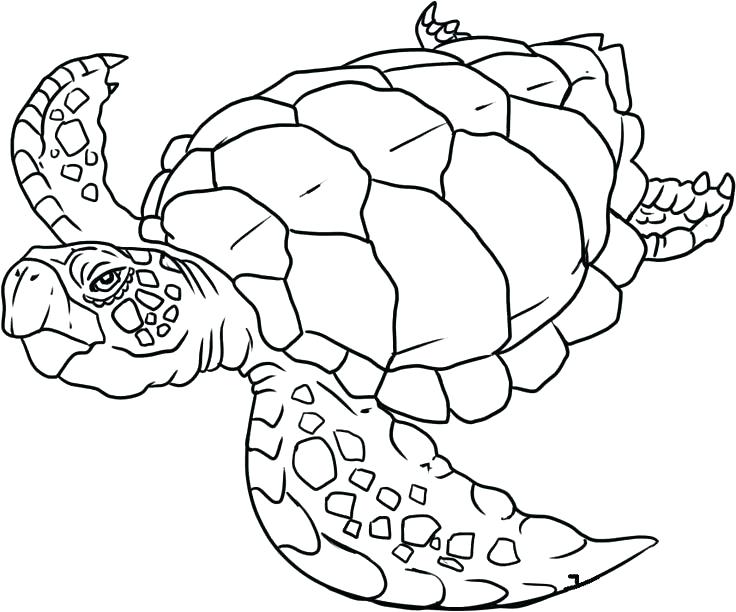 736x612 Coloring Pages Of Sea Life Real Animal Coloring Pages Coloring