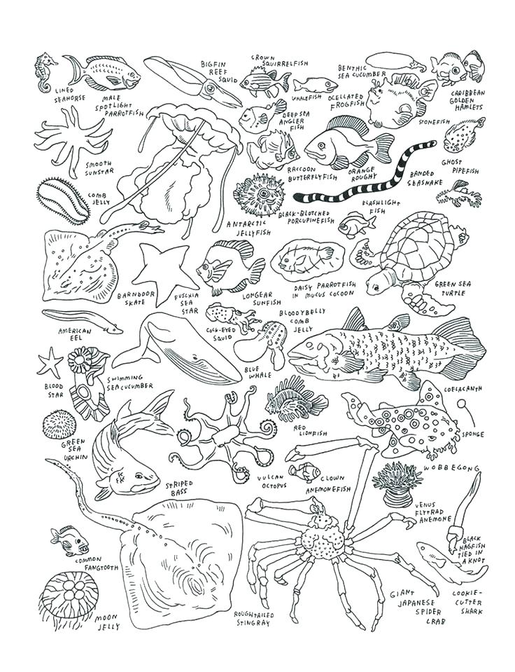 736x959 Great Sea Creatures Coloring Page Crayola Photo Ocean Life Pages
