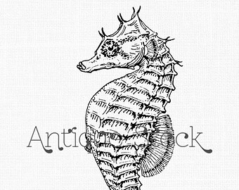 340x270 Octopus Old Image Sea Life Drawing Octopus Argonauta Vintage