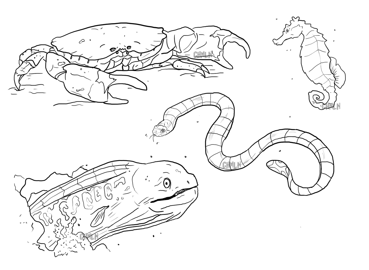 1280x938 Sea Life Coloring Pages