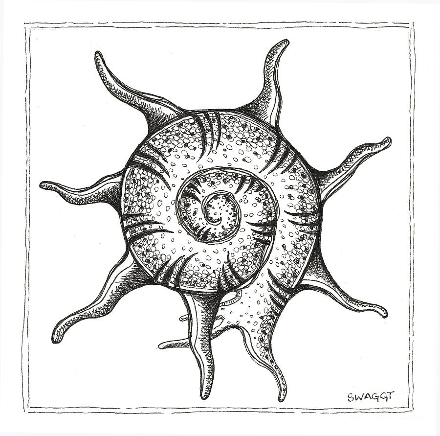 900x891 Sea Life Drawings Fine Art America