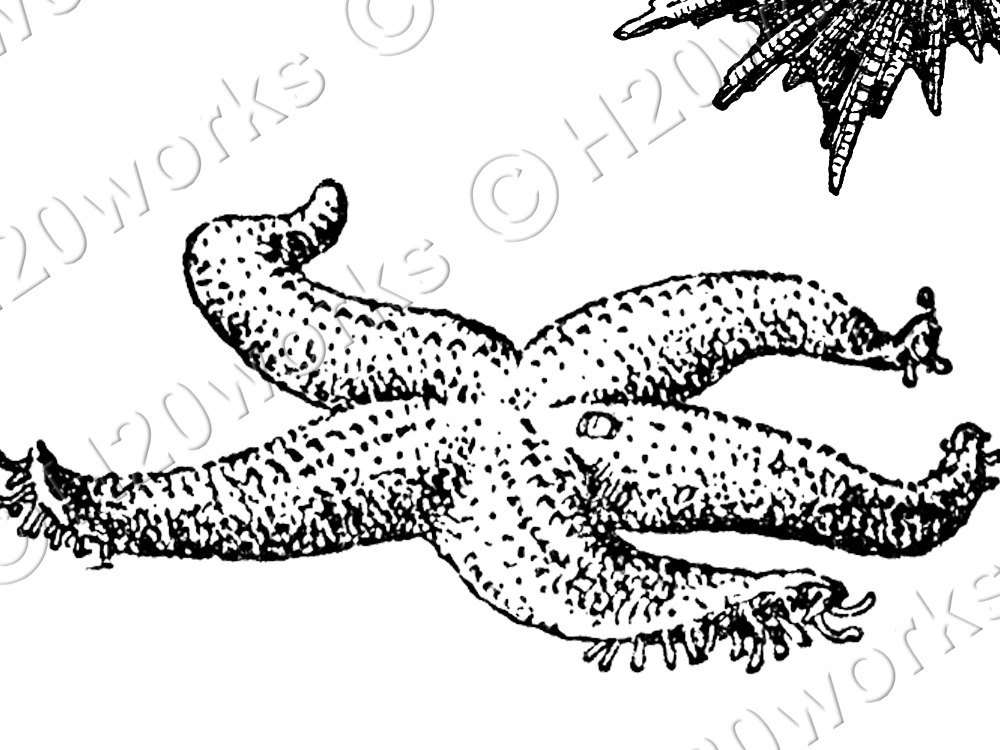 1000x750 Sea Life Sketches, Marine Life Drawings, Black And White