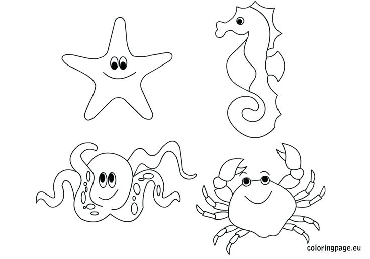736x514 Sea Life Coloring Pages Media