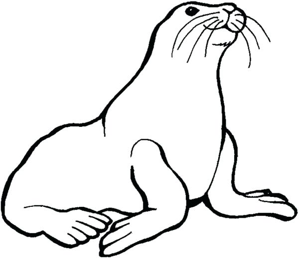 600x519 Gallery Sea Lion Coloring Pages,
