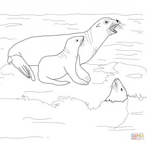 300x293 Image Result For Drawing Sea Lions Seals Lions