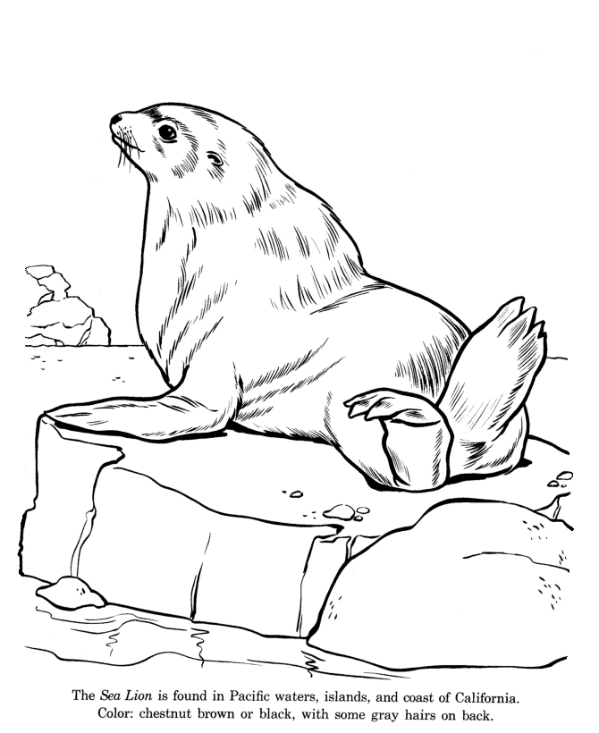 670x820 Animal Drawings Coloring Pages Sea Lion Animal Identification