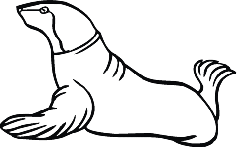 480x298 Sea Lion 7 Coloring Page Free Printable Coloring Pages
